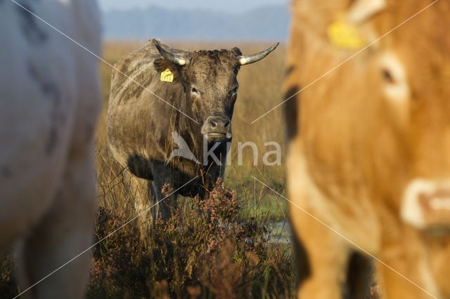 Simmentaler (Bos domesticus)