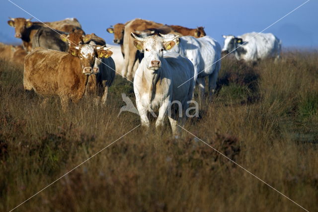 Simmentaler (Bos domesticus)