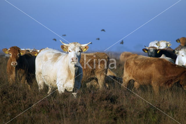 Simmentaler Koe (Bos domesticus)