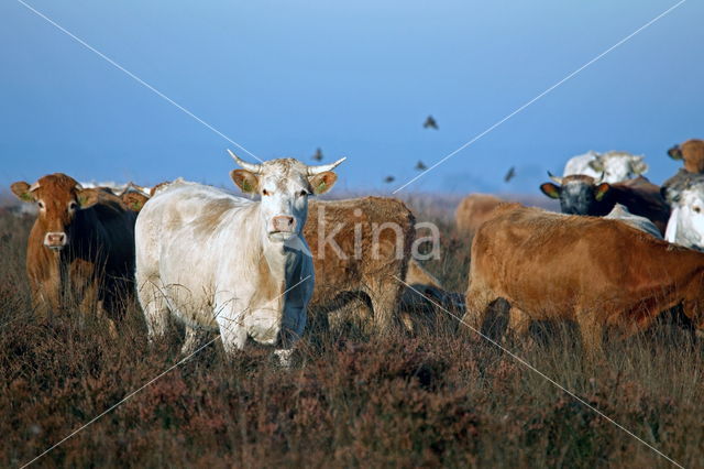 Simmentaler Koe (Bos domesticus)