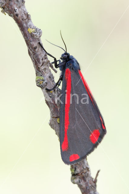 The Cinnabar (Tyria jacobaeae)