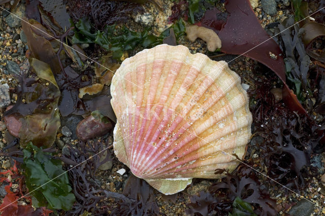 Mediterranean scallop (Pecten jacobeus)