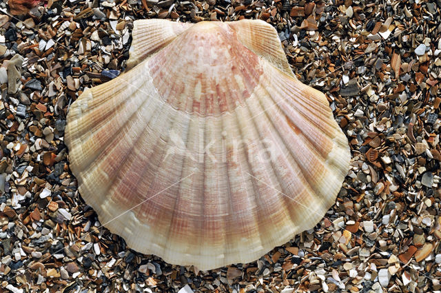 Mediterranean scallop (Pecten jacobeus)