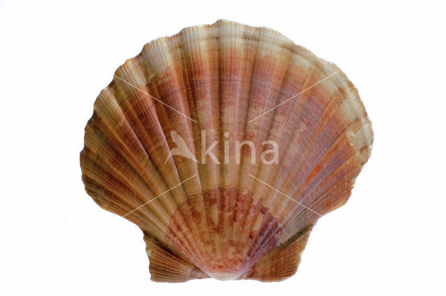 Mediterranean scallop (Pecten jacobeus)