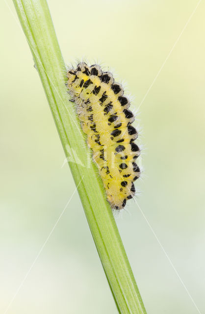 Six-spot Burnet (Zygaena filipendulae)