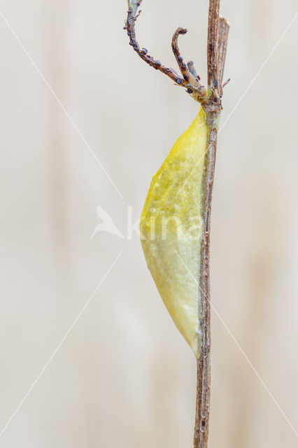 Sint-Jansvlinder (Zygaena filipendulae)