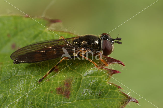 Platycheirus angustatus