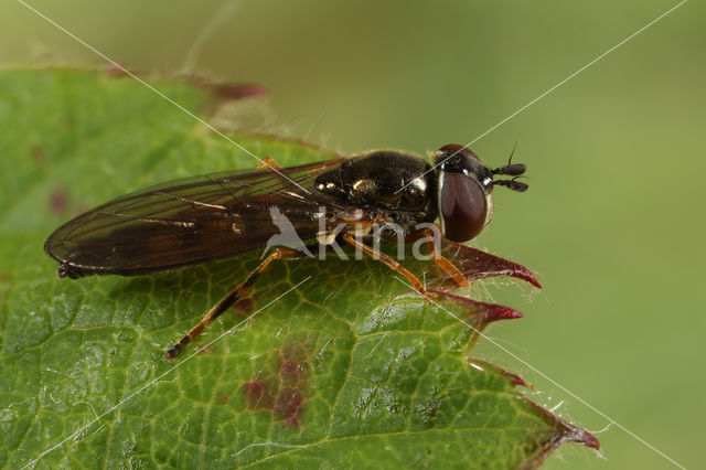 Slank Platvoetje (Platycheirus angustatus)