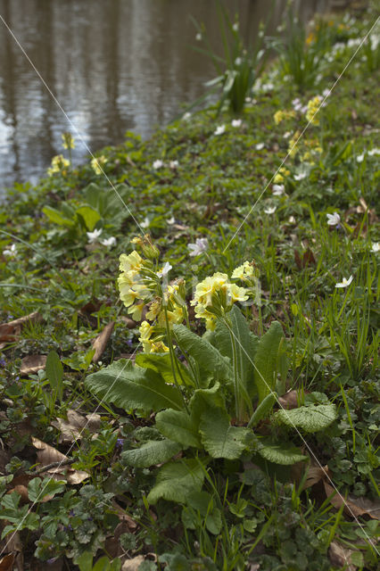 Slanke sleutelbloem (Primula elatior)