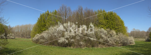 Sleedoorn (Prunus spinosa)