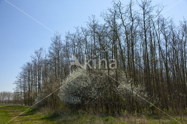 Sleedoorn (Prunus spinosa)