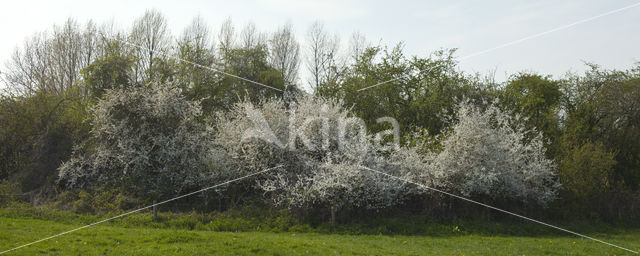 Sleedoorn (Prunus spinosa)