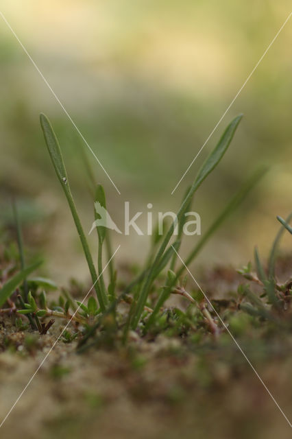 Slijkgroen (Limosella aquatica)