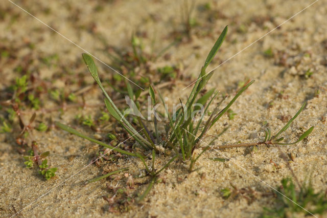 Slijkgroen (Limosella aquatica)