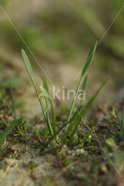 Slijkgroen (Limosella aquatica)