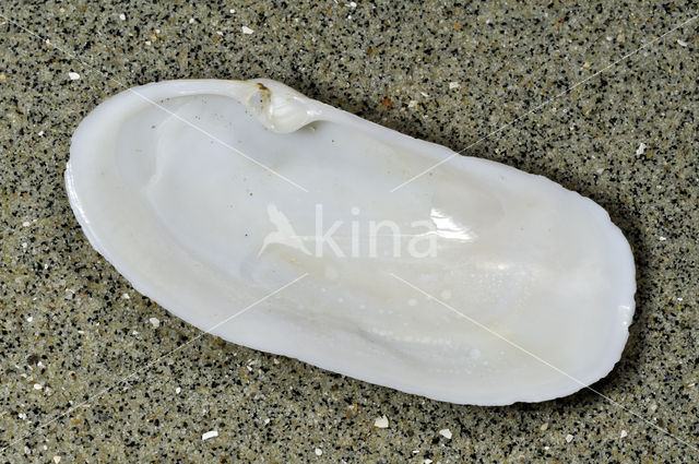 narrow otter shell (Lutraria angustior)