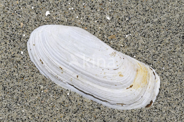 narrow otter shell (Lutraria angustior)
