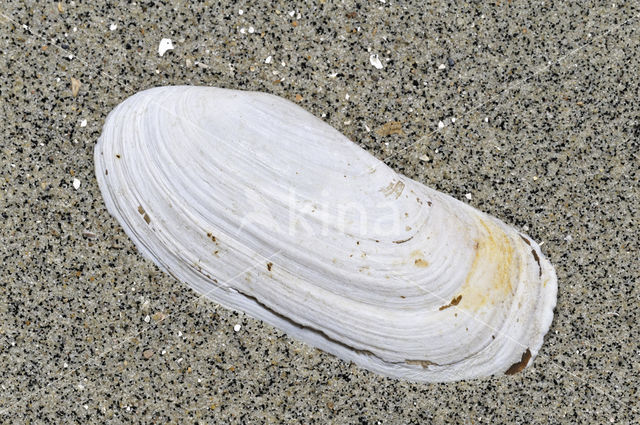 Smalle Otterschelp (Lutraria angustior)