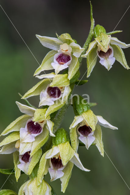 Smallippige wespenorchis (Epipactis leptochila)