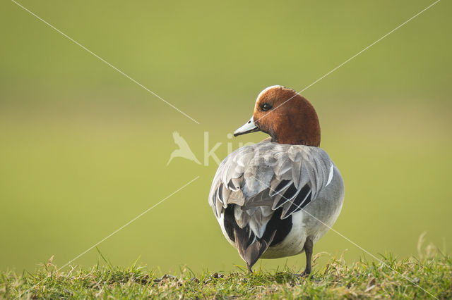 Wigeon (Anas penelope)