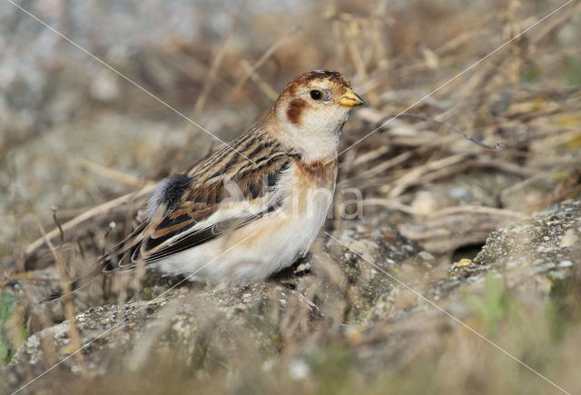 Snow Bunting (Plectrophenax nivalis)