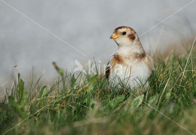 Snow Bunting (Plectrophenax nivalis)