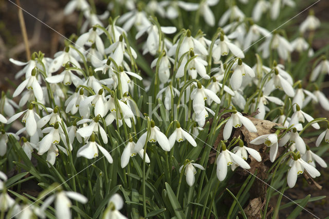 Sneeuwklokje (Galanthus spec.)