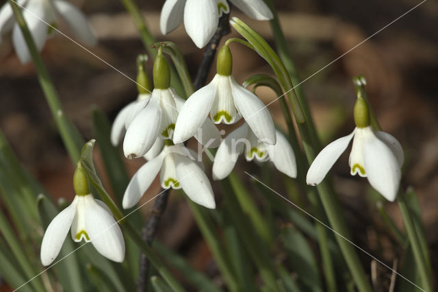 Sneeuwklokje (Galanthus spec.)