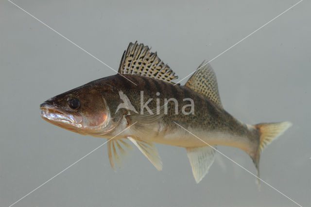 Zander (Sander lucioperca