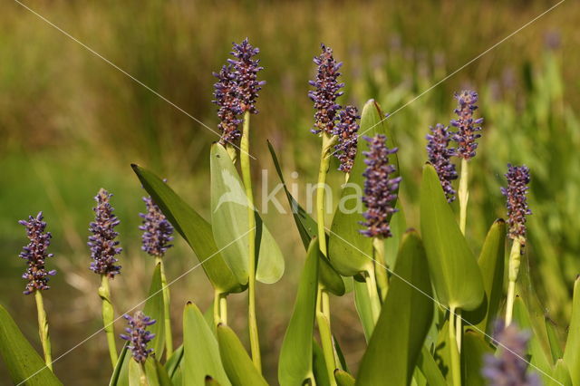 Pickerel weed (Pontederia cordata)