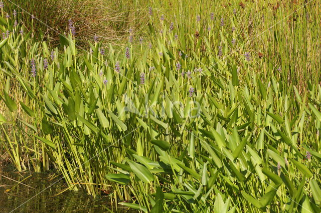 Pickerel weed (Pontederia cordata)