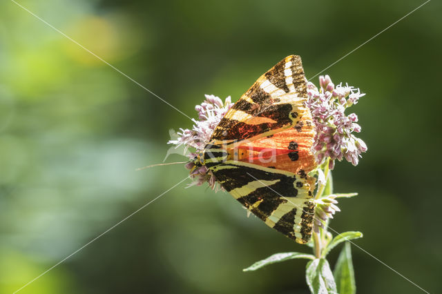 Jersey Tiger (Euplagia quadripunctaria)