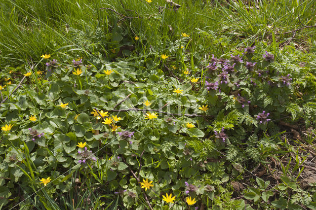 Lesser Celandine (Ranunculus ficaria)