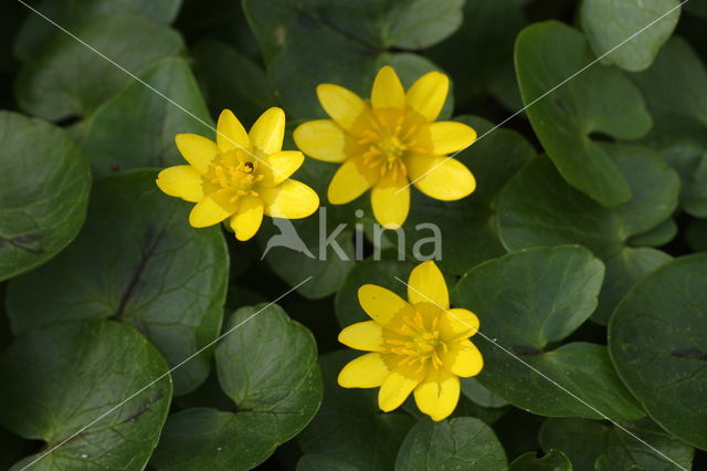 Speenkruid (Ranunculus ficaria)