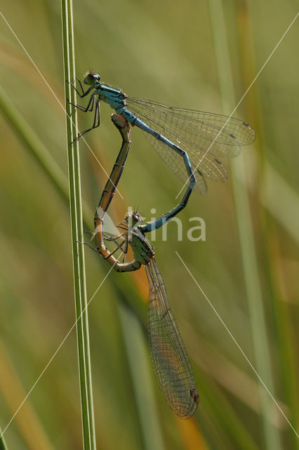 Northern Damselfly (Coenagrion hastulatum)