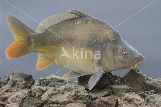 Spiegelkarper (Cyprinus carpio carpio)