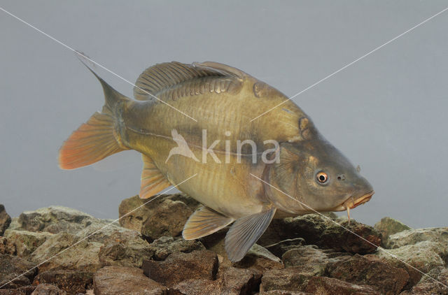 Spiegelkarper (Cyprinus carpio carpio)