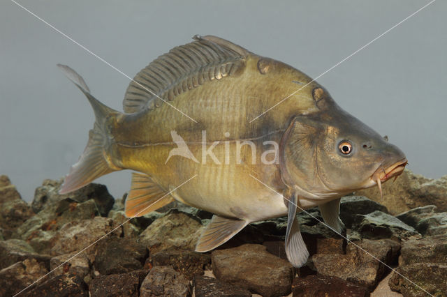 Spiegelkarper (Cyprinus carpio carpio)