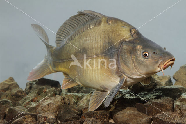 Spiegelkarper (Cyprinus carpio carpio)