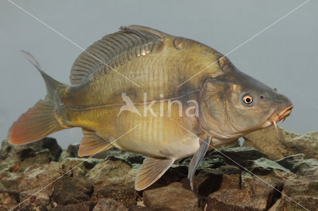 Spiegelkarper (Cyprinus carpio carpio)