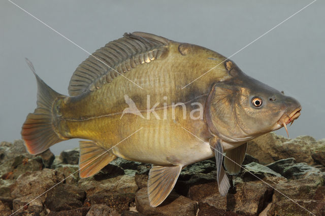 Spiegelkarper (Cyprinus carpio carpio)