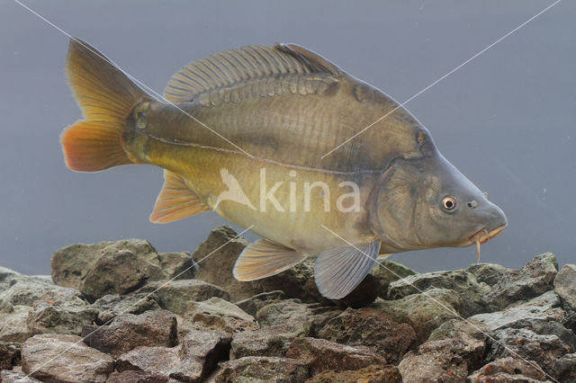 Spiegelkarper (Cyprinus carpio carpio)