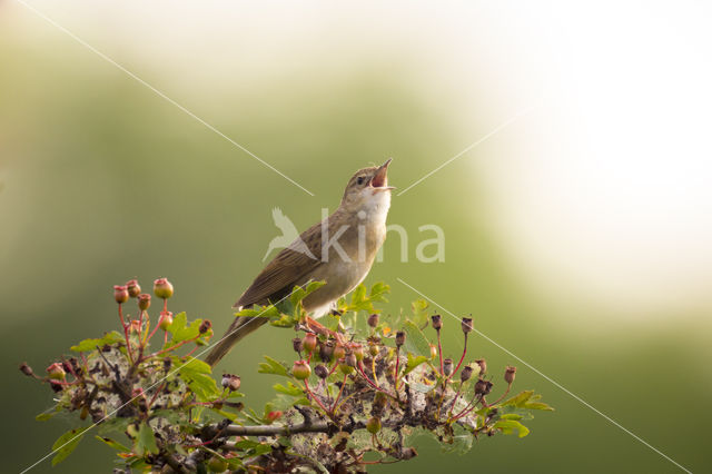 Sprinkhaanzanger (Locustella naevia)