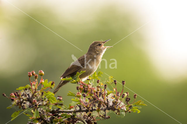 Grasshopper Warbler (Locustella naevia)