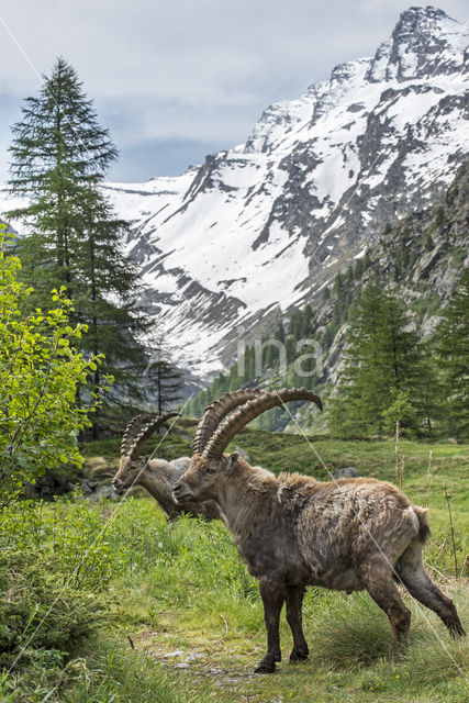 Ibex (Capra ibex)