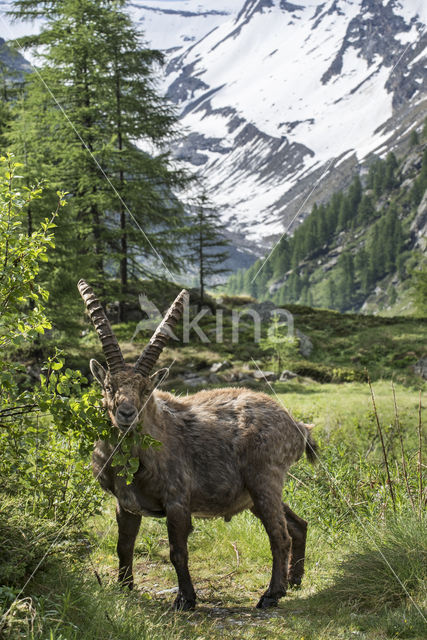 Steenbok (Capra ibex)