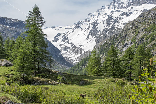 Ibex (Capra ibex)