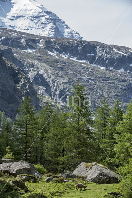 Ibex (Capra ibex)