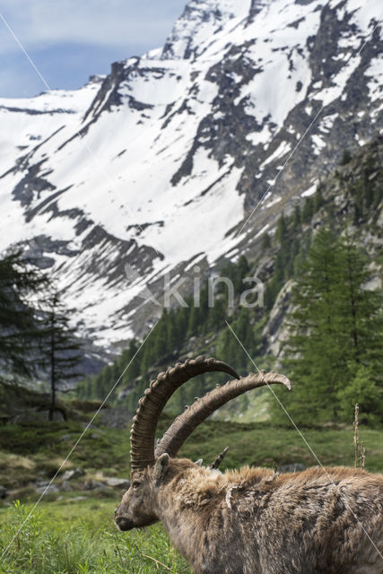 Steenbok (Capra ibex)