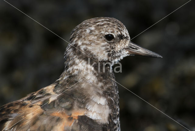 Steenloper (Arenaria interpres)